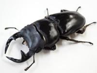 【WF1】ラオスグランディスオオクワガタ幼虫 3頭セット