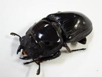 【WF1】ラオスグランディスオオクワガタ幼虫 3頭セット