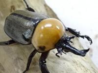 ヨツボシヒナカブトペア(明黄色タイプ)
