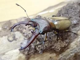 【WF1】アサヒナホソアカクワガタ幼虫　3頭セット
