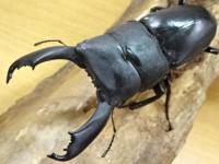 【WF1】スラウェシオオヒラタクワガタ(セレベスオオヒラタ)幼虫　3頭セット