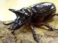 スリナムミツノカブトペア