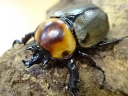 ヨツボシヒナカブト(褐色紋タイプ　オス単品)