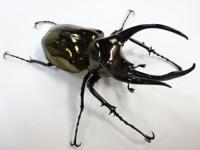 インドアトラス(マンテツ)ペア
