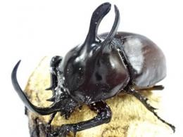 ビルマニクスゴホンヅノカブトペア