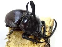 ビルマニクスゴホンヅノカブトペア