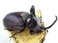 ビルマニクスゴホンヅノカブトペア