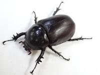 ビルマニクスゴホンヅノカブトペア