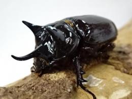 スリナムミツノカブトペア