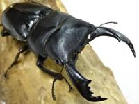 【WF1】【タイ産】インドヒラタ(ウェスターマンヒラタ)幼虫　4頭セット