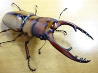 アスタコイデスノコギリ(ブランカルディ)幼虫