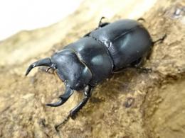 【WF1】ダビディスコクワガタ幼虫　3頭セット
