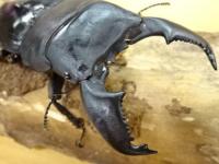 【WF1】スマトラオオヒラタクワガタ幼虫(菌糸入り)　3頭セット