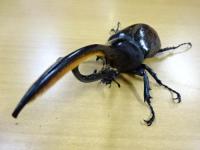 【WF1】ヘラクレスエクアトリアヌス幼虫3頭セット