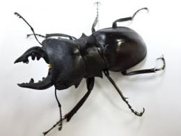 カメラツヤクワガタ(1♂2♀トリオ)