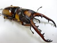 サバゲノコギリクワガタペア