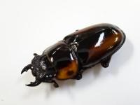 サバゲノコギリクワガタペア