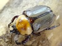 【WF1】ヨツボシヒナカブトペア