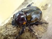 【WF1】ヨツボシヒナカブトペア