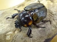 【WF1】ヨツボシヒナカブトペア(褐色紋タイプ)