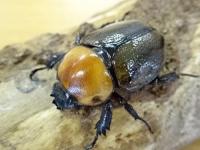 【WF1】ヨツボシヒナカブトペア(明黄色タイプ)