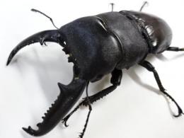 パラワンオオヒラタクワガタペア