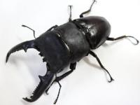 パラワンオオヒラタクワガタペア