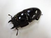 パラワンオオヒラタクワガタペア