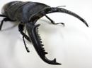 パラワンオオヒラタクワガタペア