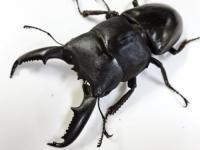 【WF1】ミンダナオオオヒラタクワガタ幼虫　3頭セット