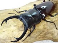 ハイチュヌスコクワガタ幼虫　3頭セット