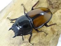 【WD】ウムハンギノコギリクワガタペア