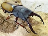 【WD】ウムハンギノコギリクワガタペア