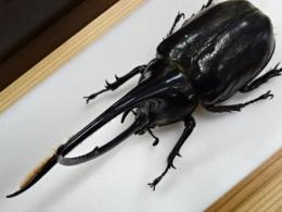 【WF1】ネプチューンオオカブト(ローチ)幼虫　3頭セット
