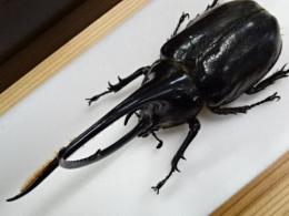 【WF1】ネプチューンオオカブト(ローチ)幼虫　3頭セット