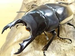 ウォレスノコギリクワガタペア
