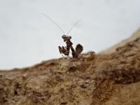 【WF1】ヒシムネカレハカマキリ(幼虫)10頭セット+おまけ2頭