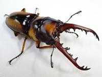 サバゲノコギリクワガタペア