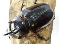 【WF1】ハードウィッケイゴホンヅノカブト幼虫(カンター)　3頭セット