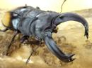 【WF1】【オムコイ産】パリーフタマタクワガタ(ディロレイ)幼虫　3頭セット