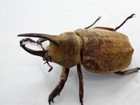 グランディスビロードヒナカブト(コフキカブト)幼虫　3頭セット