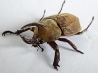 【WF1　3令】グランディスビロードヒナカブト(コフキカブト)幼虫
