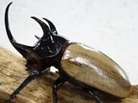 【WD】ゴホンヅノカブトペア