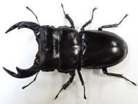 インドアンタエウス幼虫　3頭セット