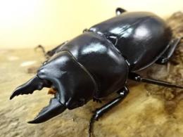【WF1】ハスタートノコギリ原名亜種(ブラック)幼虫　4頭セット