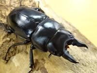【ベララベラ産】ハスタートノコギリ原名亜種(ブラック)幼虫　3頭セット