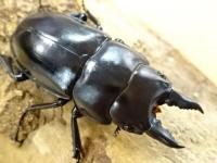 【WF1】ハスタートノコギリ原名亜種(ブラック)幼虫　3頭セット