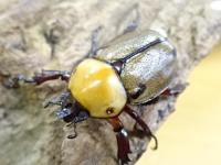 【WF1】ヨツボシヒナカブトペア(明黄色タイプ)