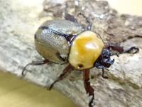 【WF1】ヨツボシヒナカブトペア(明黄色タイプ)