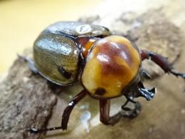 【WF1】ヨツボシヒナカブトペア(褐色紋タイプ)